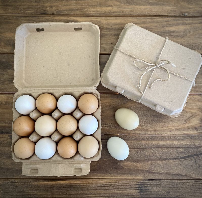 Hatching Time. Henlay Vintage white 12ct chicken egg cartons shown on table filled next to carton closed with twine.