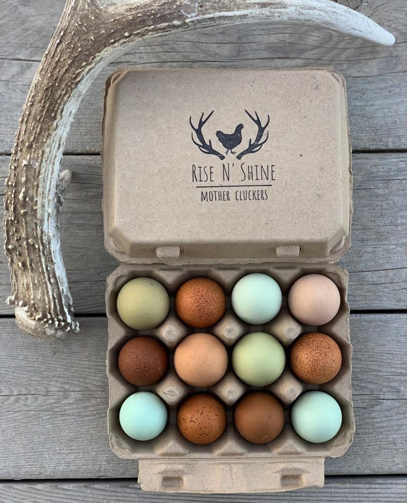 Hatching Time. Henlay Vintage white 12ct chicken egg cartons shown filled with a Farm Stamp on a table by a deer antler.