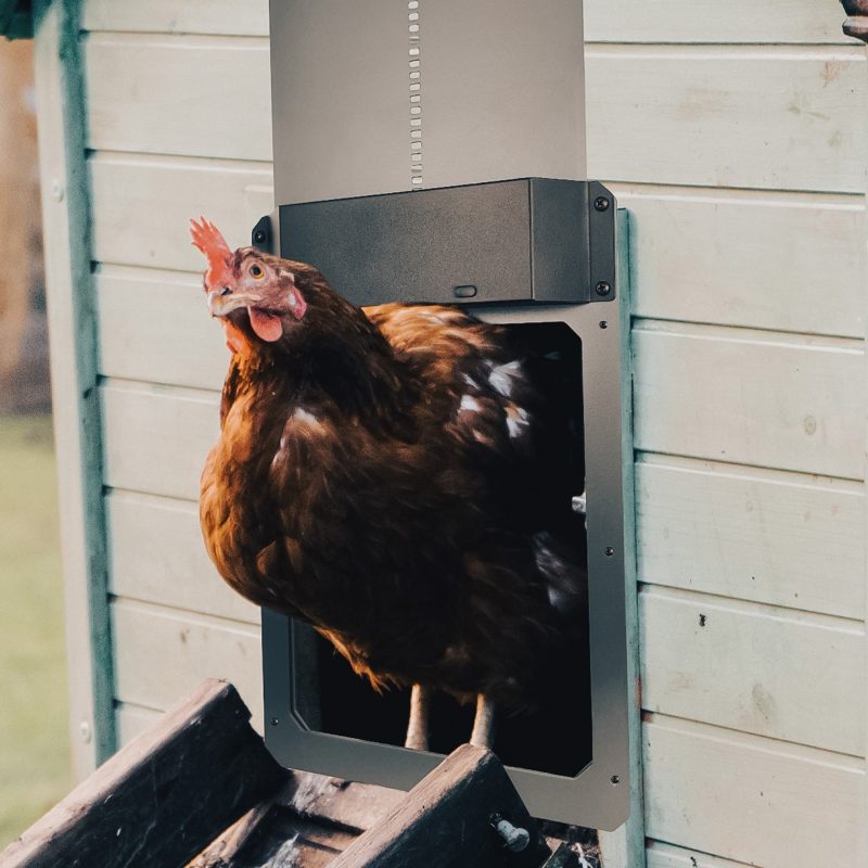 chicken coop door doo1 gray 5