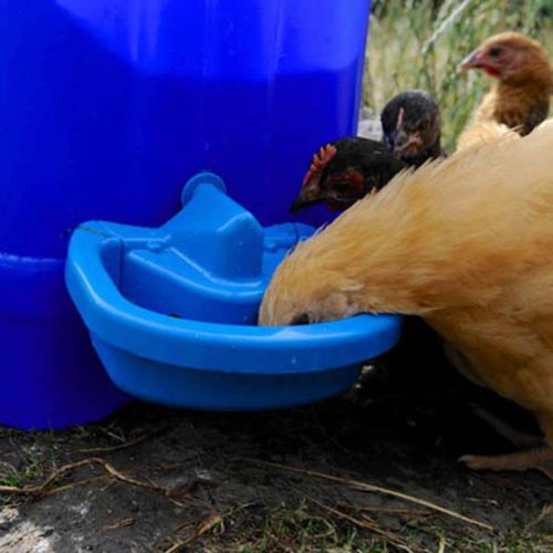 maxi cup poultry drinker with chicken 600