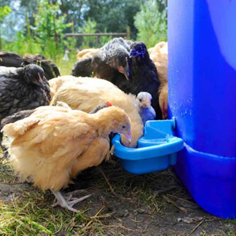 maxi cup poultry drinker with chicks 600