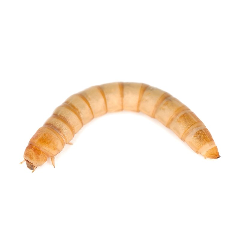 mealworm 01 2048x2048 514e1ef9 e7ea 453c 89af 033be4e38cf6