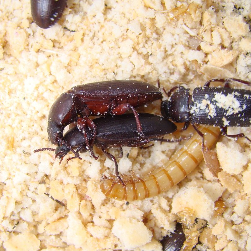 mealwormbeetle 01 2048x2048 eb1517dc 2872 4ae3 ab8b 0c45d6188d22